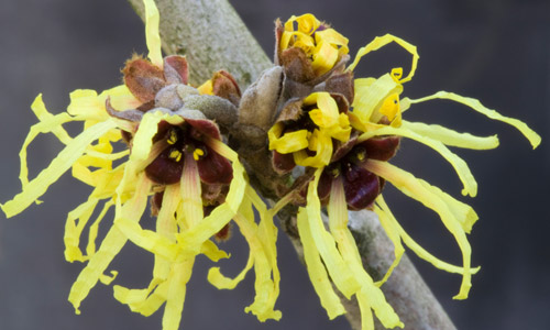 8 Reasons You Should be Using Witch Hazel